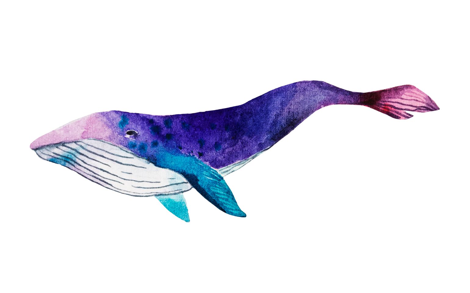 クジラのイラスト
