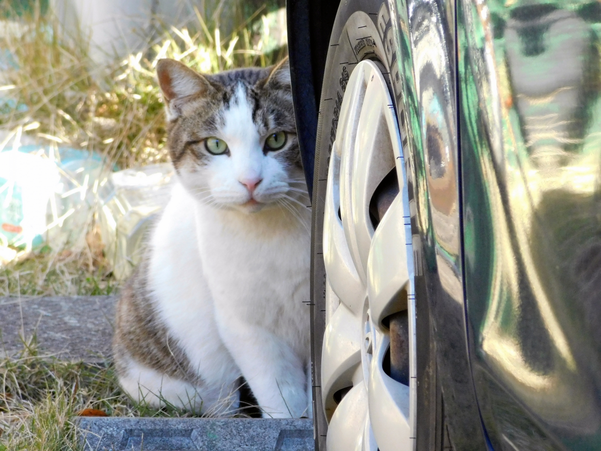 猫と車