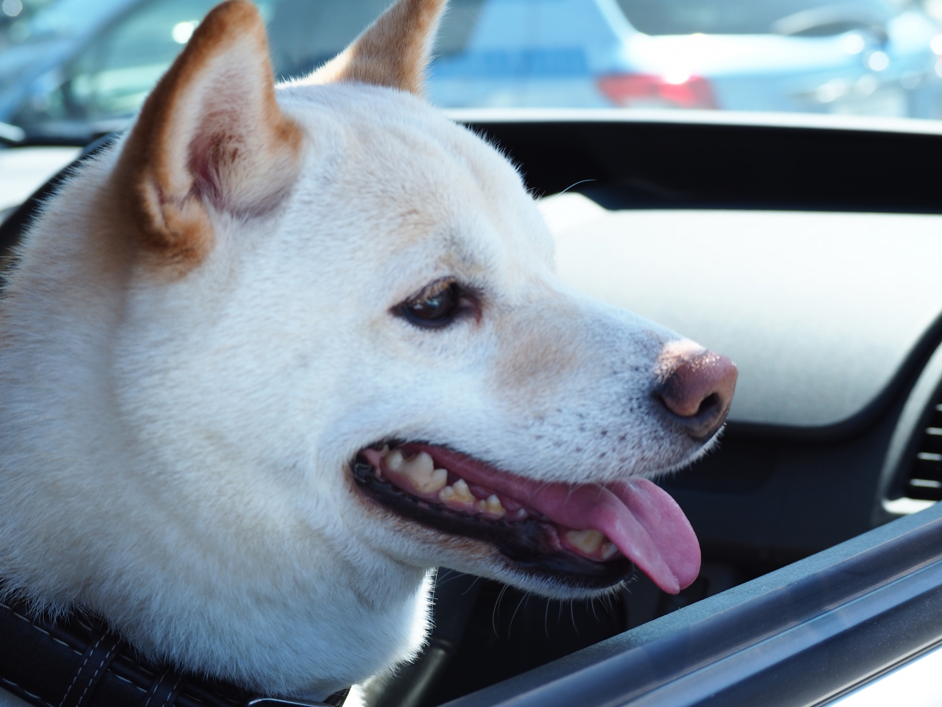 犬と車