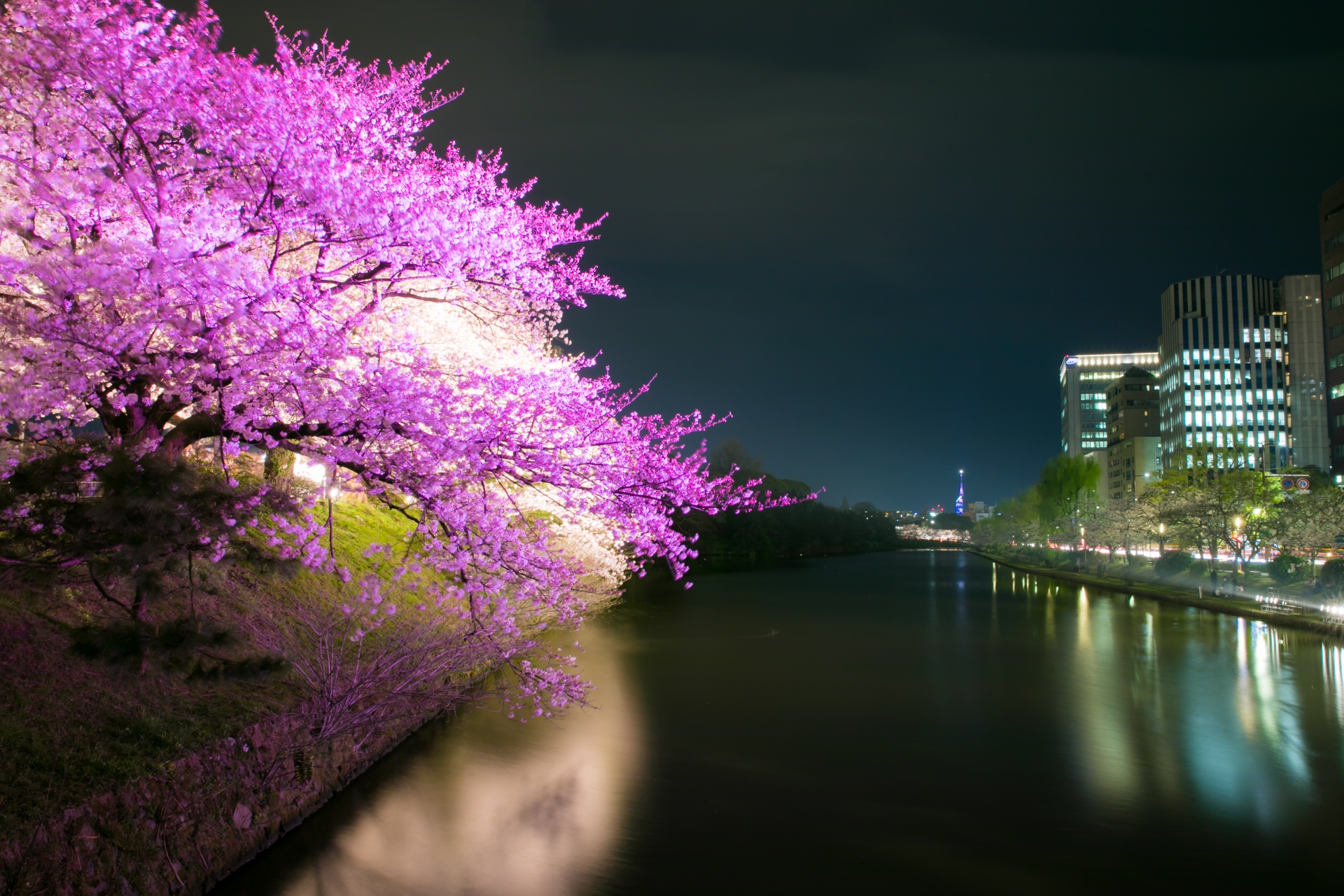 舞鶴公園